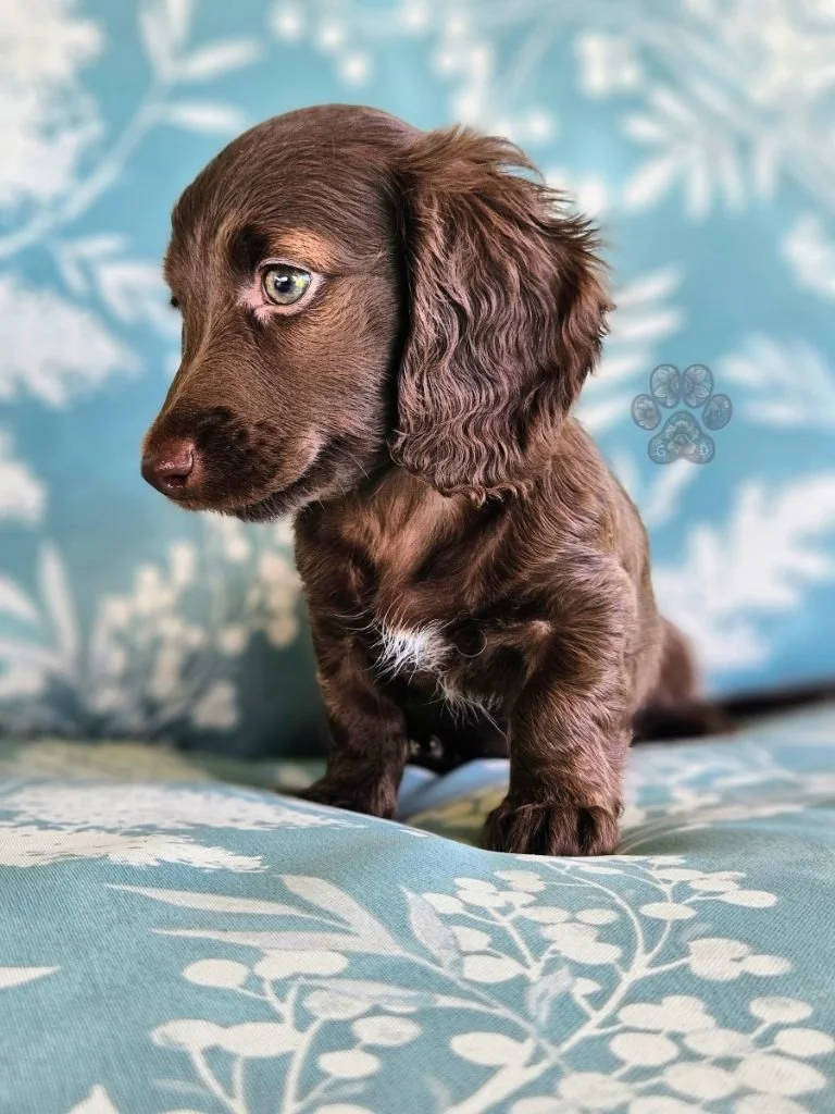 mini dachshund puppy for sale in Oregon