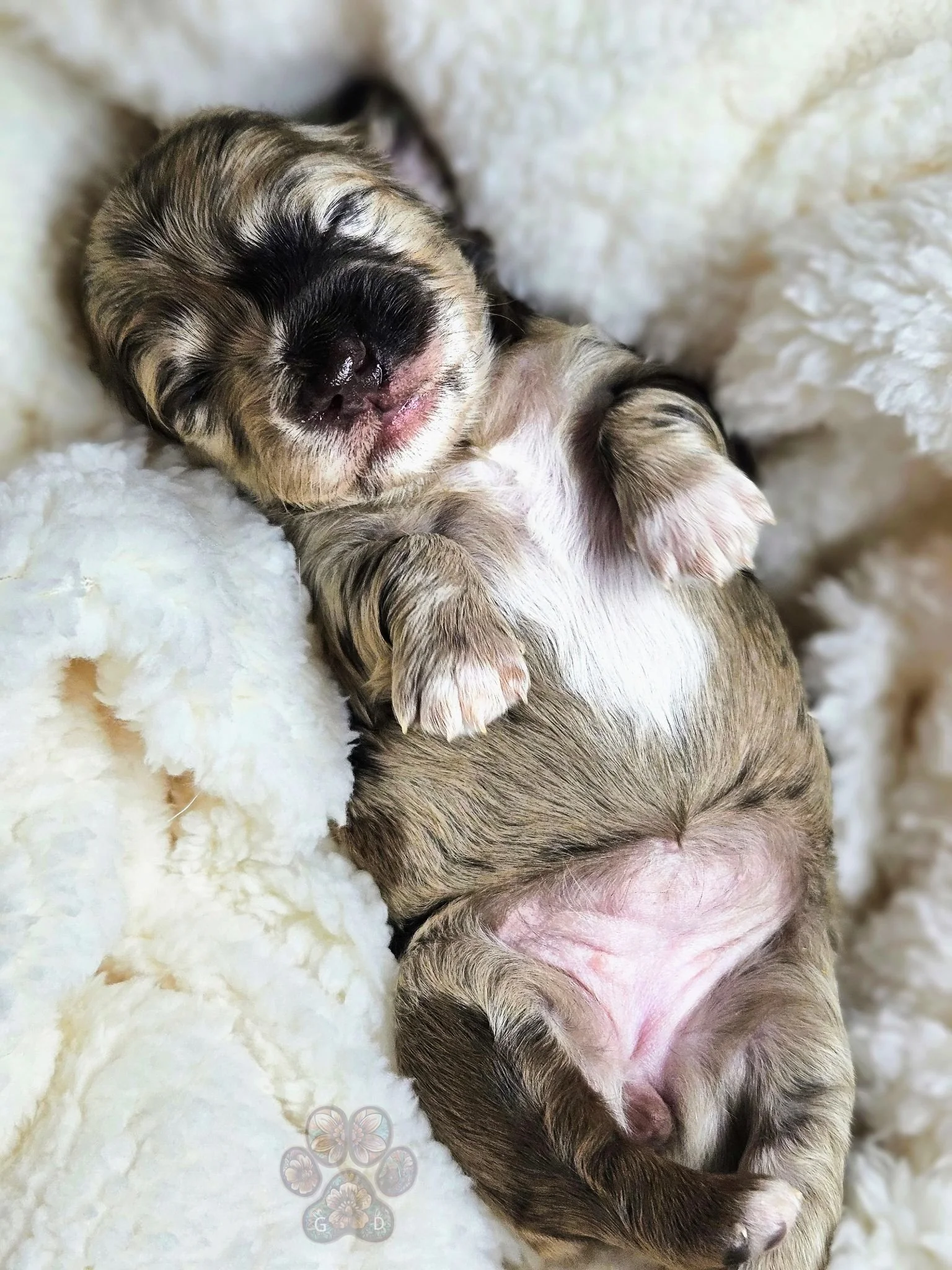 long haired mini dapple dachshund puppy