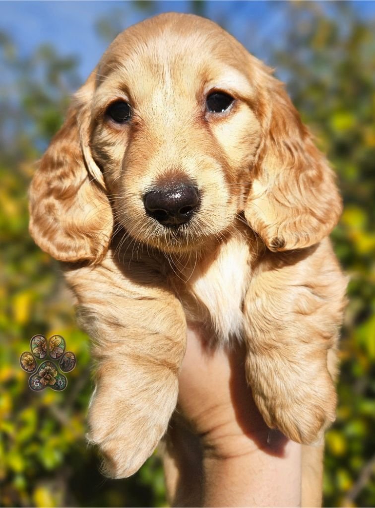 miniature dachshund puppy