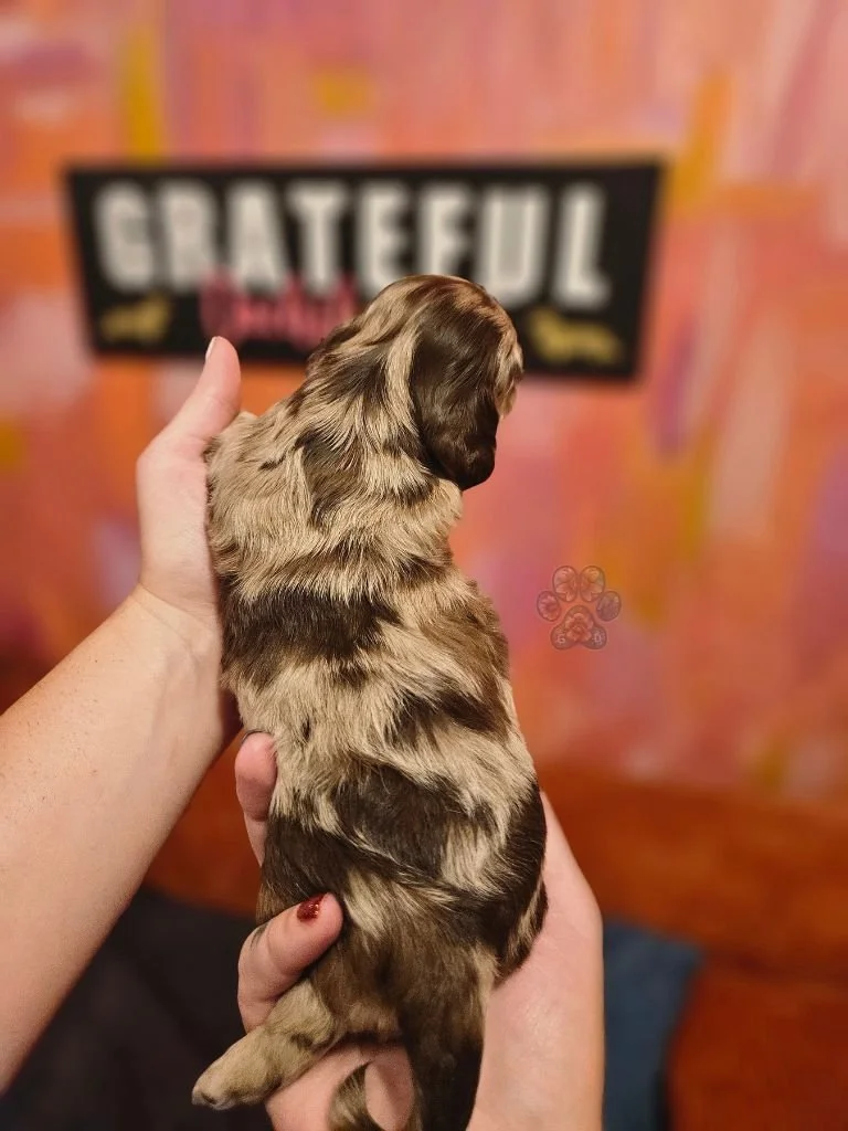 mini dapple dachshund puppy for sale
