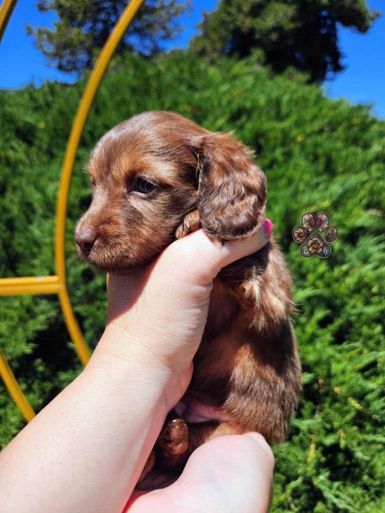 cream long haired mini dachshund puppy for sale Grants Pass Oregon