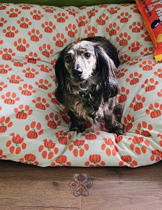 long haired cream brindle dachshund