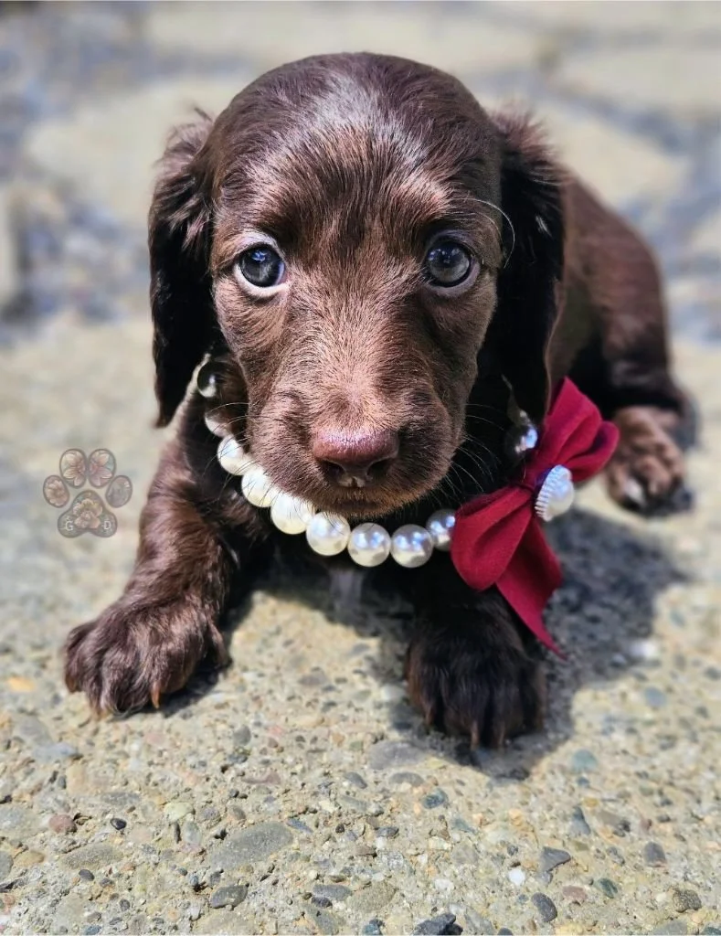 mini dachshund puppy for sale in Oregon