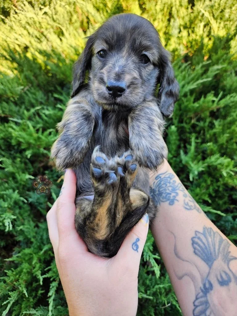 cream brindle dachshund puppy for sale in Oregon
