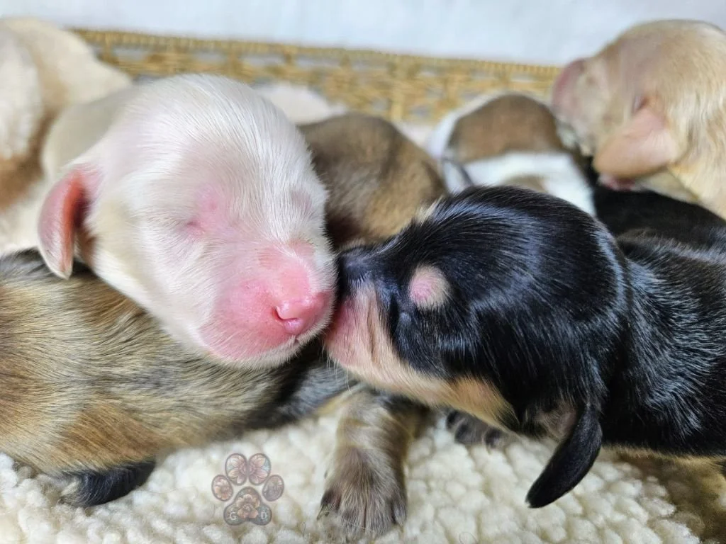 long-haired mini dachshund puppies for sale in Oregon