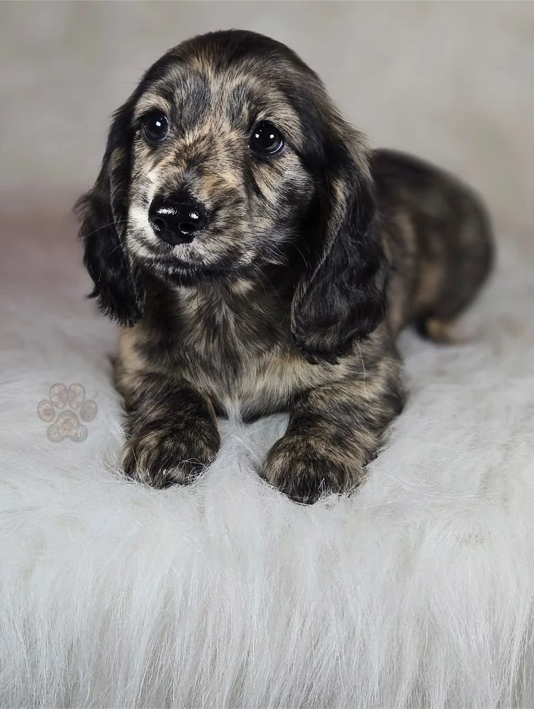 dachshund puppy for sale