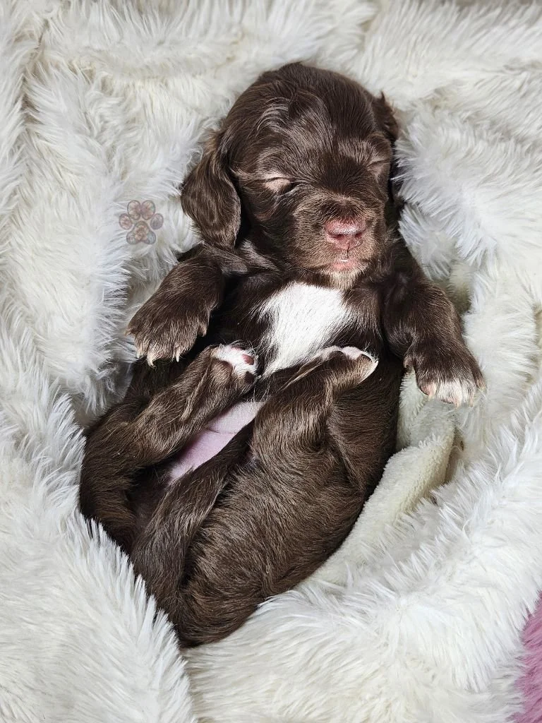 chocolate mini dachshund puppy