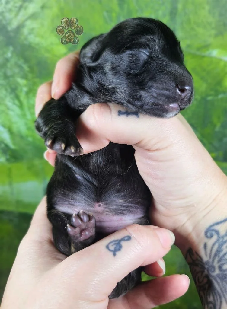 cream brindle long-haired dachshund puppy