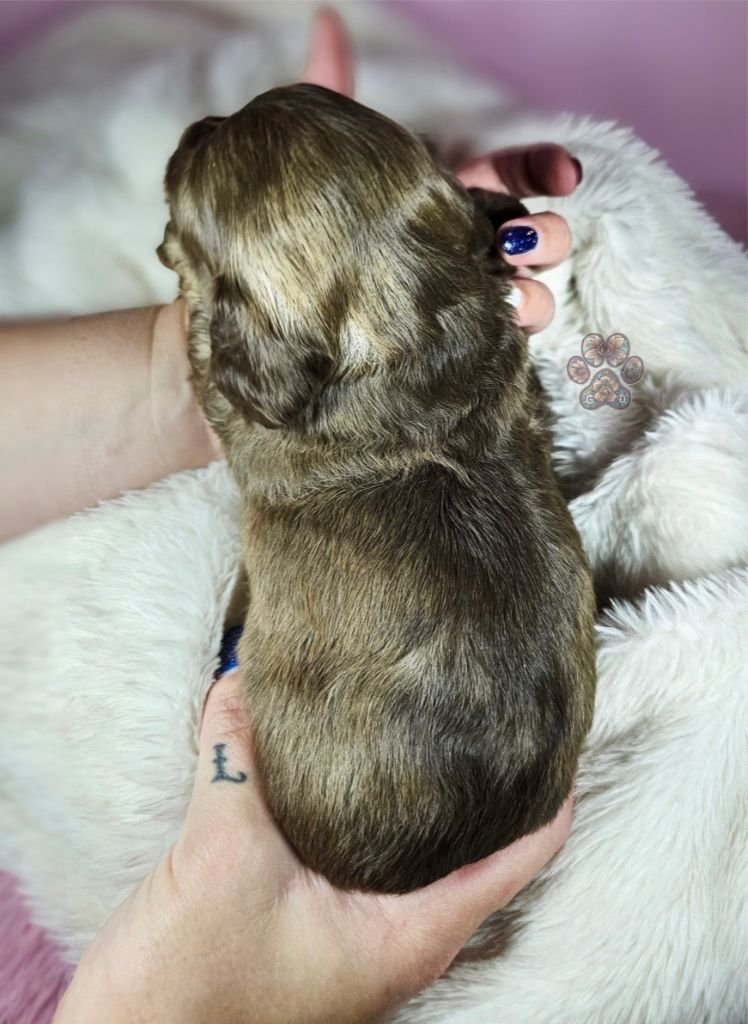 cream mini dachshund puppy for sale