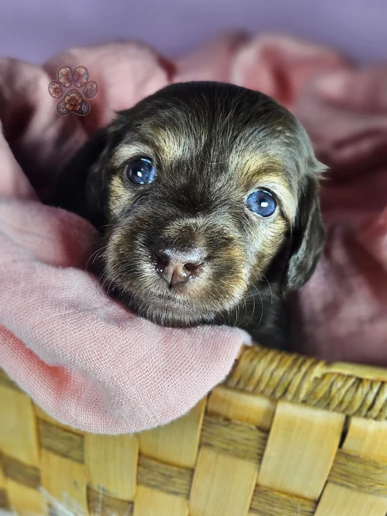 Cream mini dachshund puppy for sale in Oregon