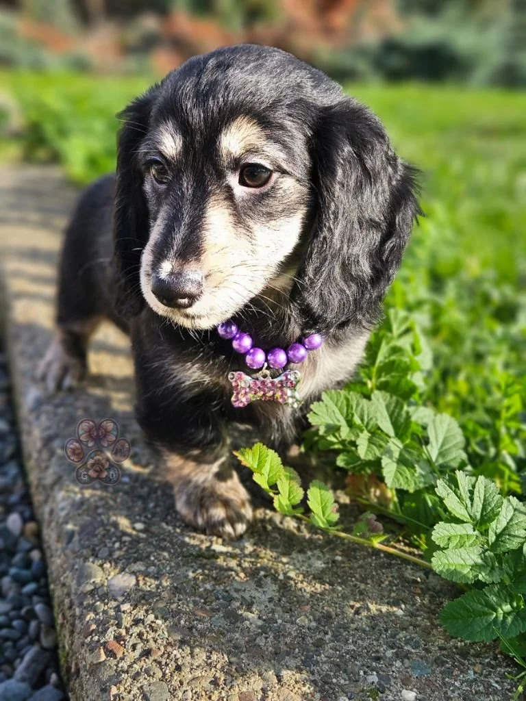 Untitled design (64).jpg