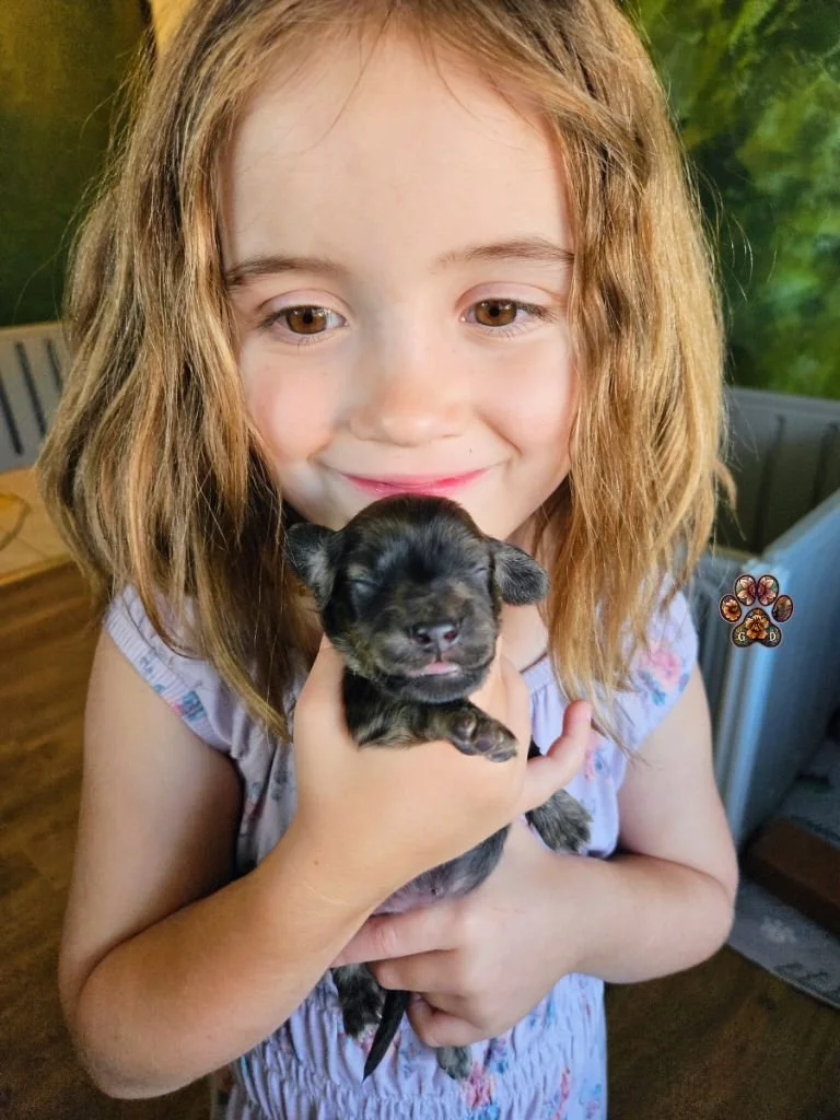 cream brindle dachshund puppy for sale in Oregon