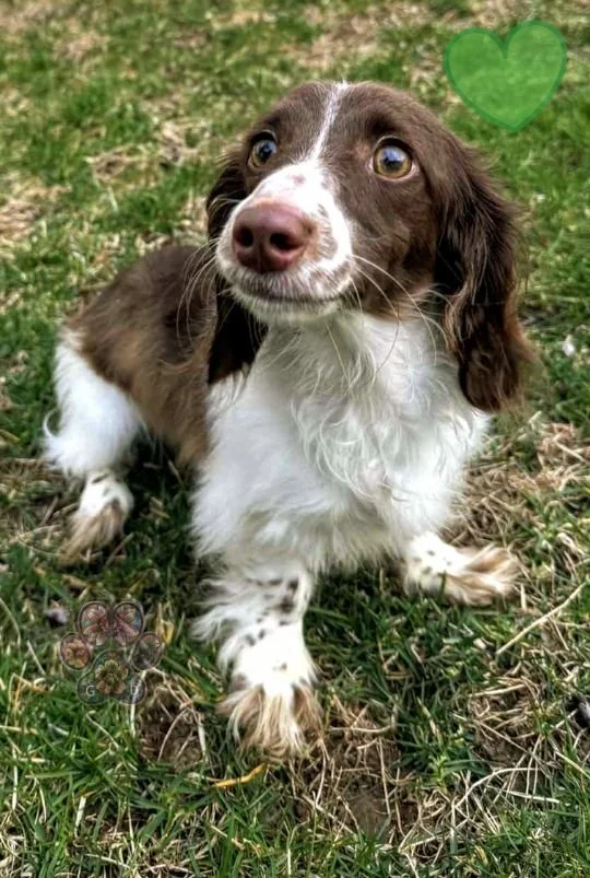 chocolate mini dachshund in Oregon