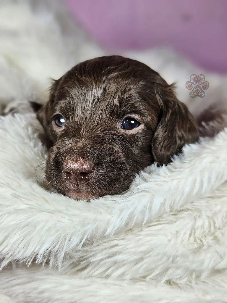 chocolate mini dachshund puppy for sale