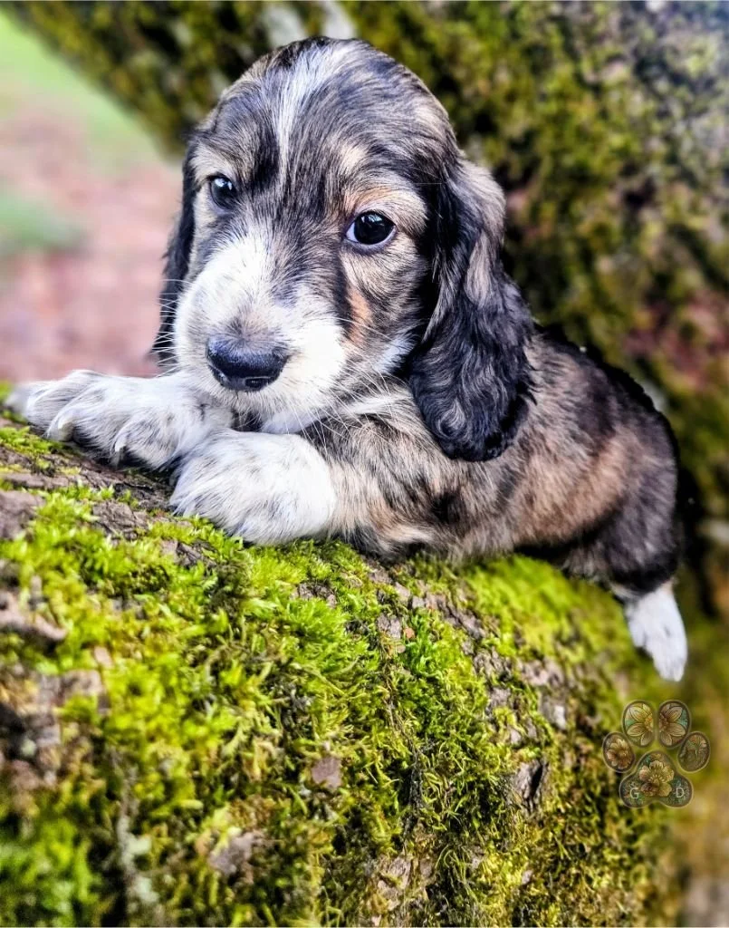 cream brindle long haired mini dachshund