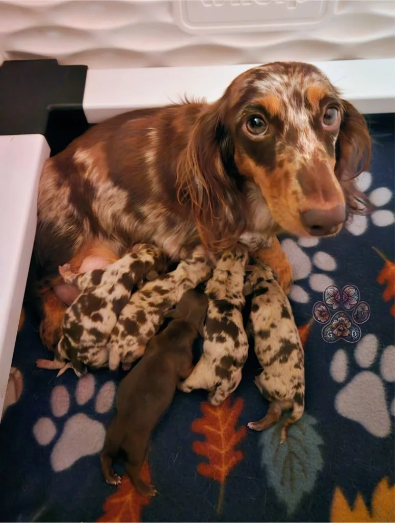 miniature dachshund puppies for sale in Oregon