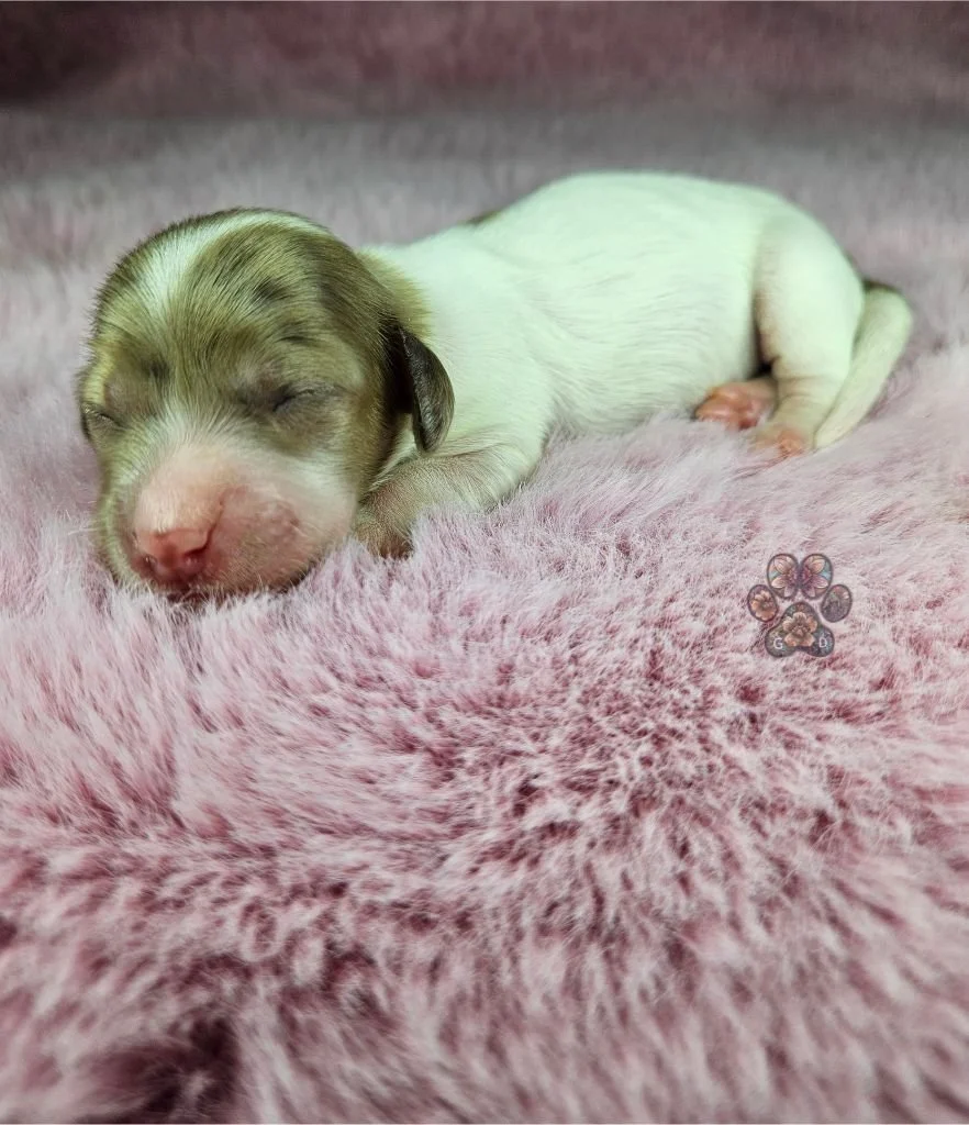 dapple mini dachshund puppies for sale in Oregon