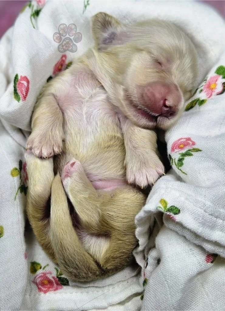 cream mini dachshund puppy