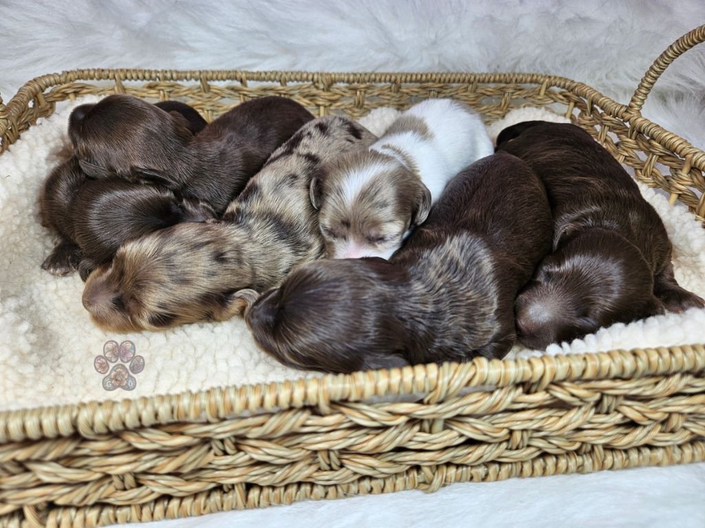 dapple mini dachshund puppies for sale in Oregon