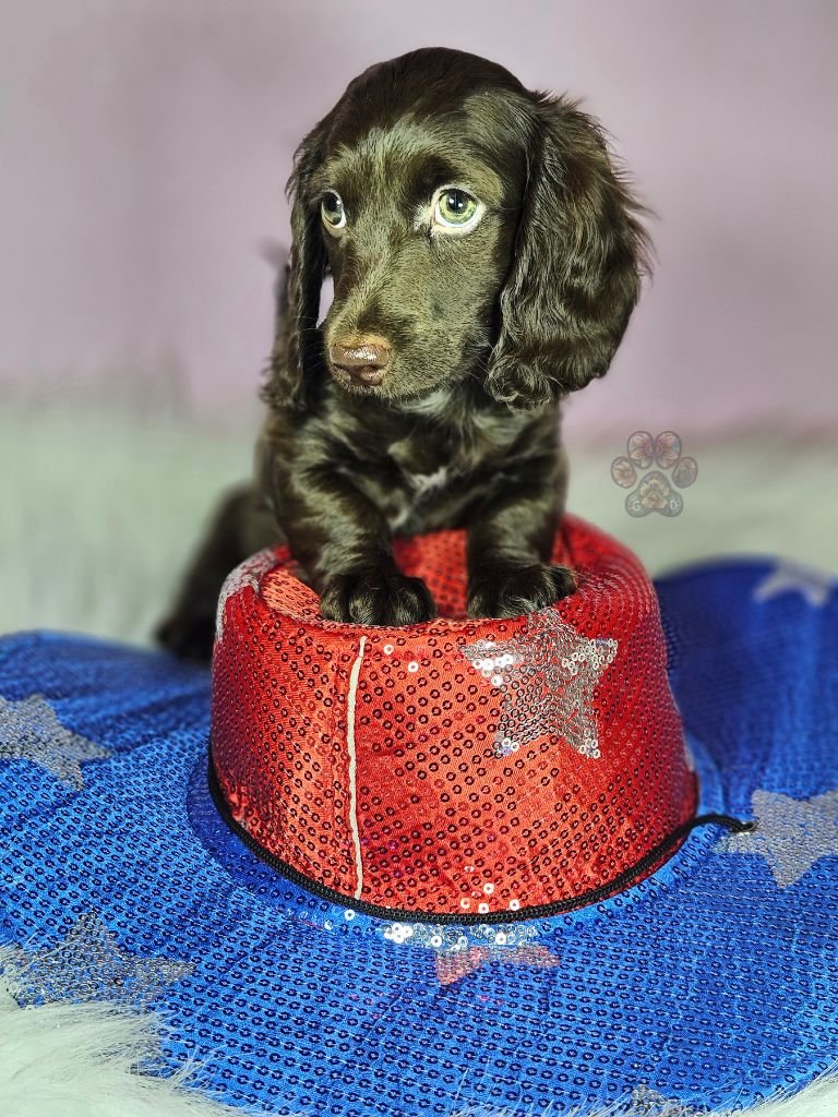 chocolate mini dachshund puppy for sale