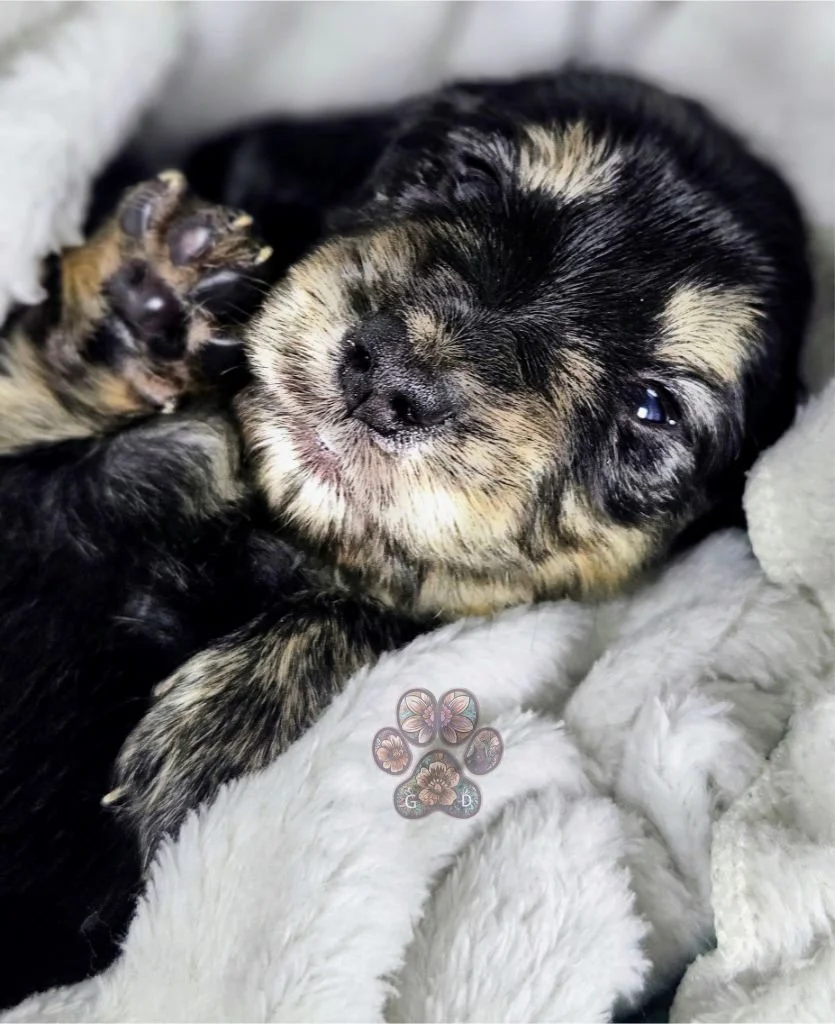 long haired mini dachshund puppy for sale