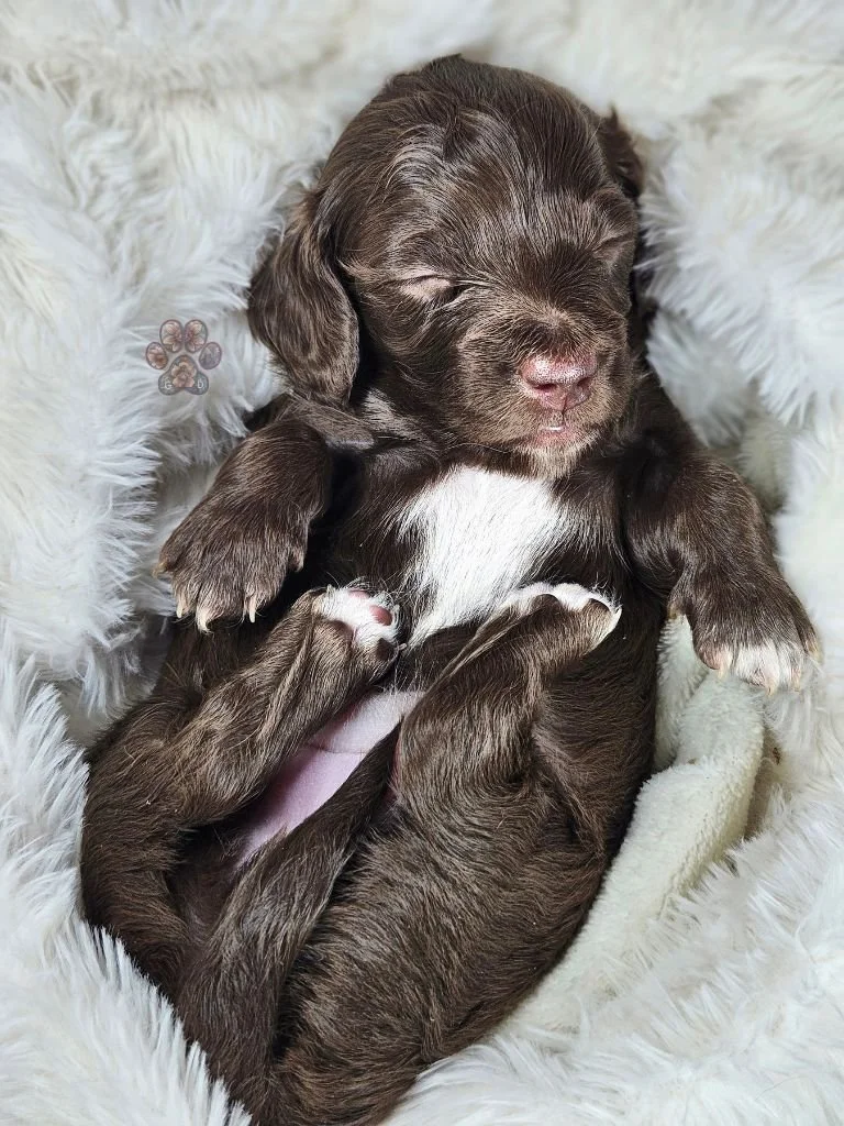 chocolate mini dachshund puppy