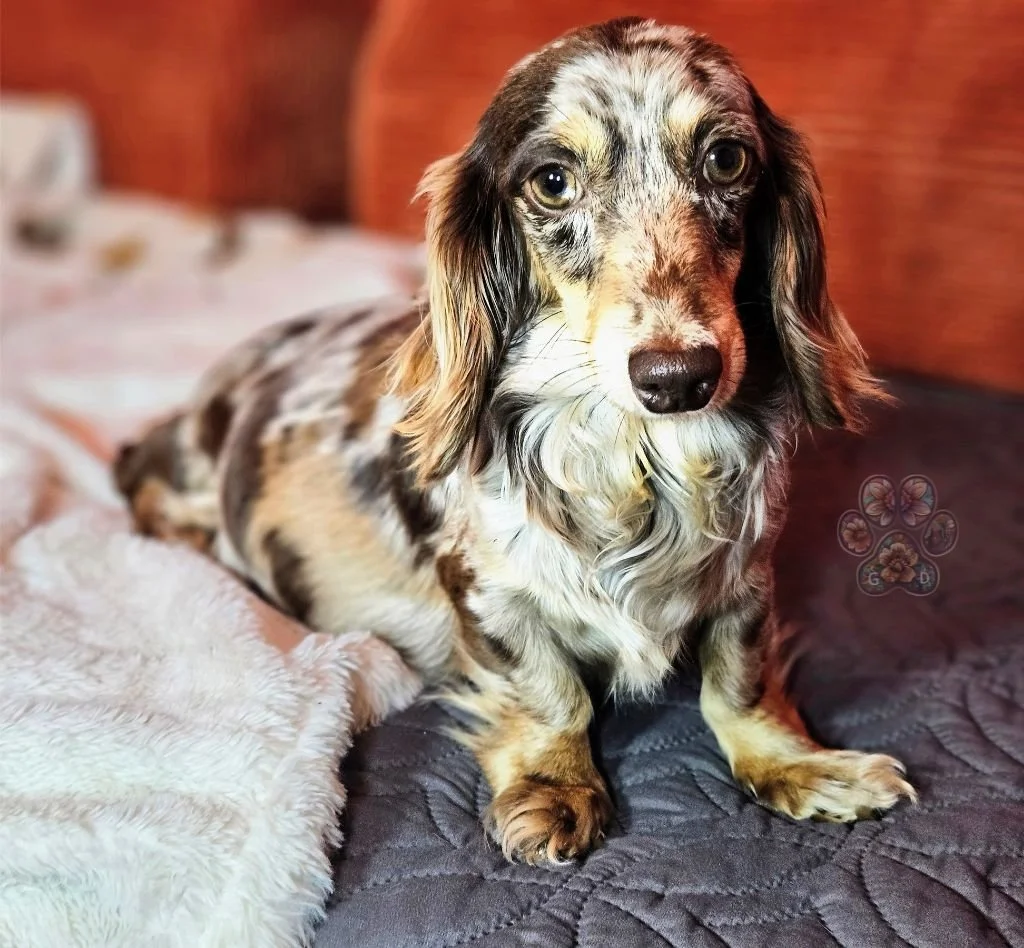dapple mini dachshund puppies