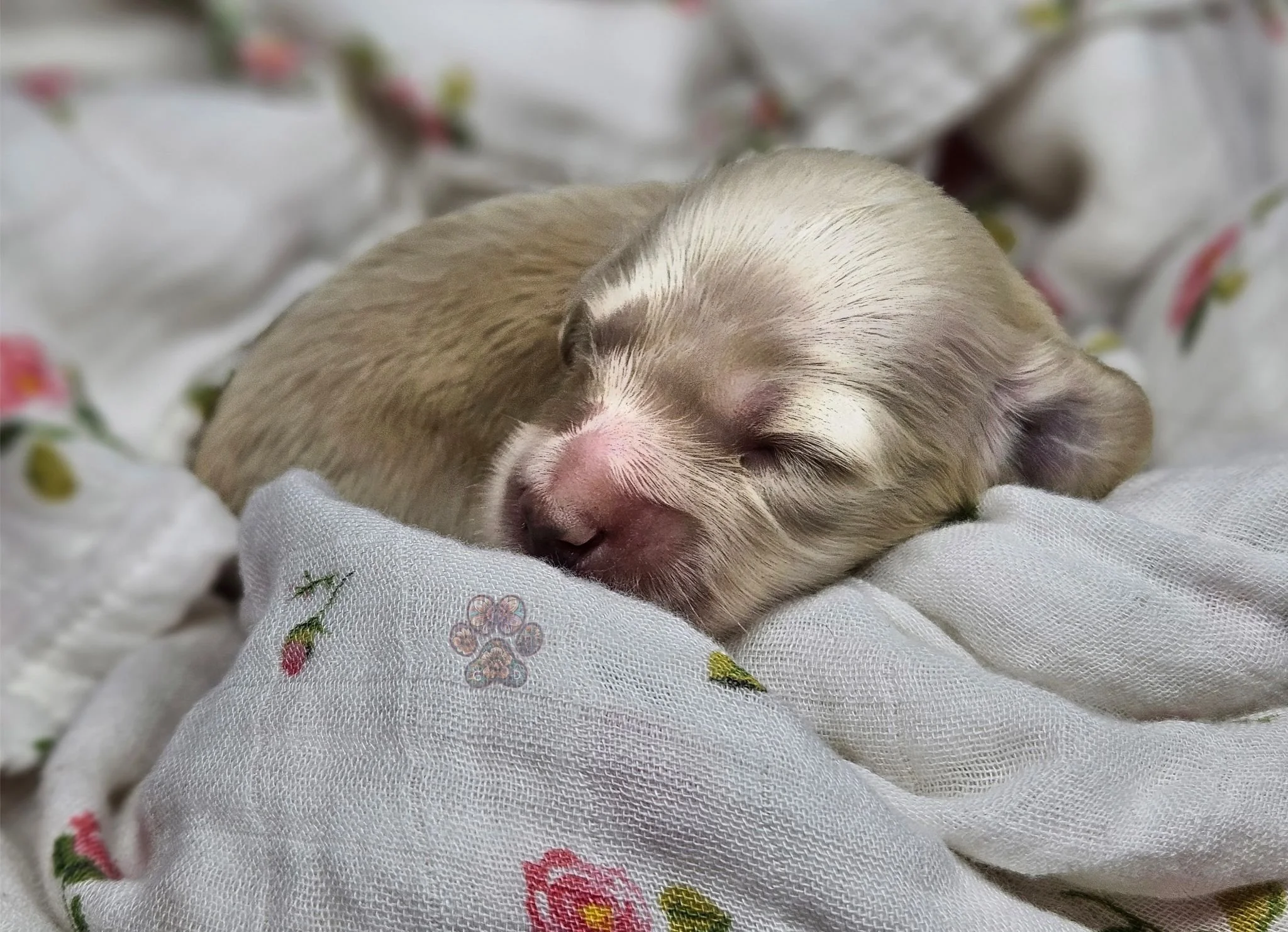 cream mini dachshund puppy