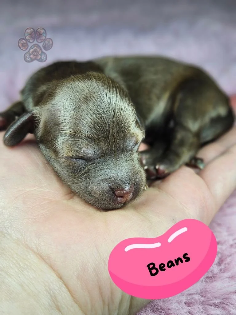 chocolate long-haired miniature dachshund puppy