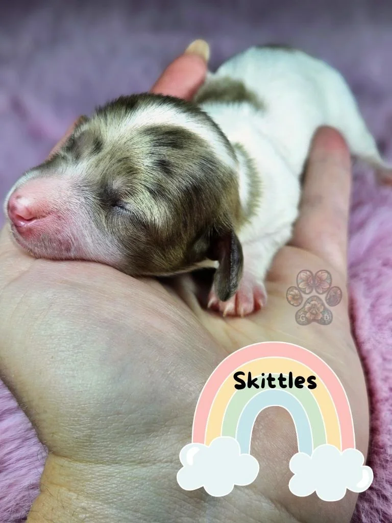 dapple mini dachshund puppies for sale in Oregon
