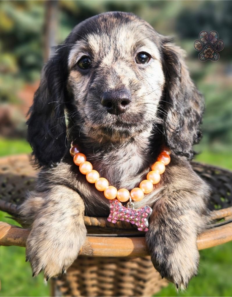 mini dachshund puppy for sale in Oregon