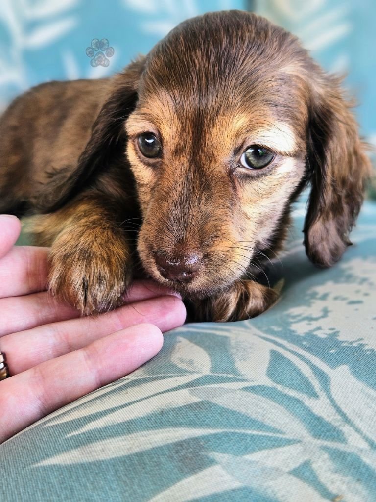 cream long-haired mini dachshund puppy available
