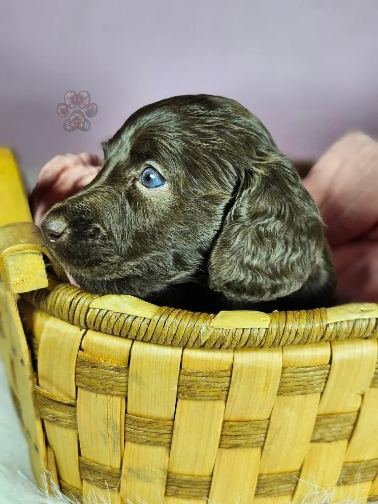 mini long haired dachshund puppy for sale in Oregon