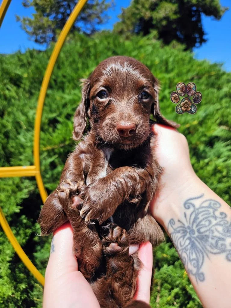 chocolate mini dachshund puppy
