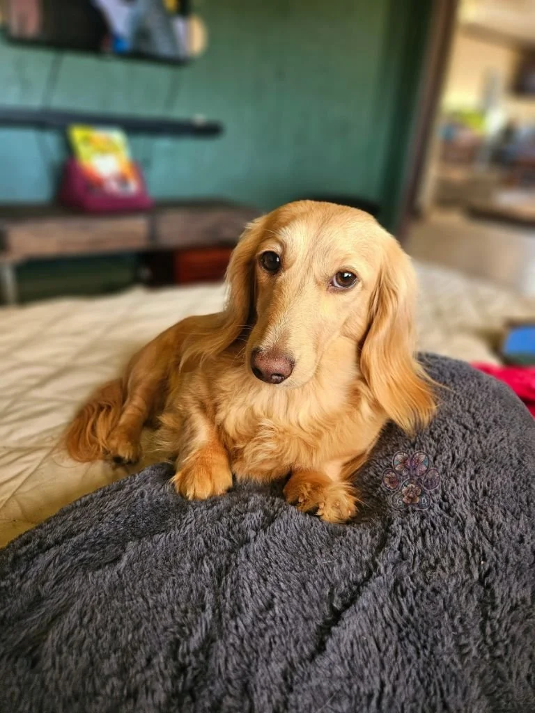 long haired mini dachshund