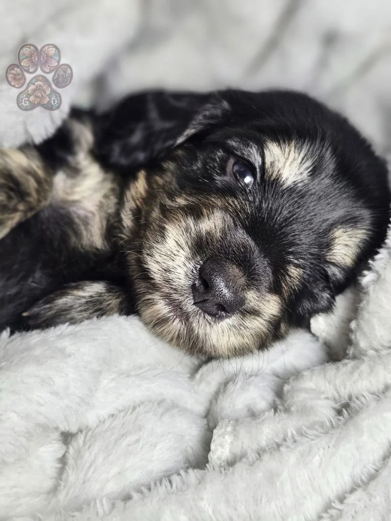 long haired mini dachshund puppy for sale