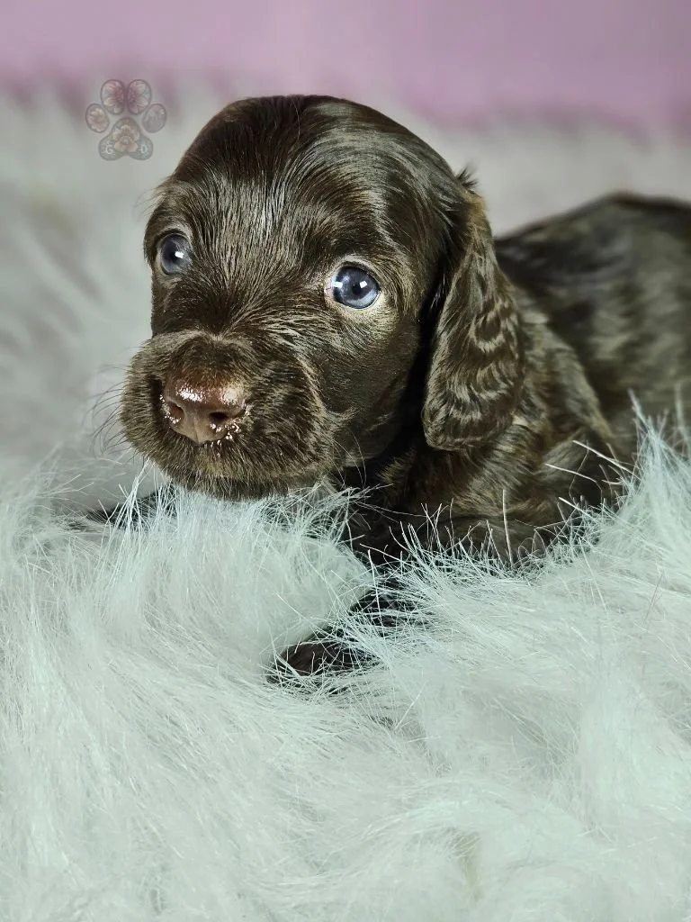miniature dachshund puppy for sale