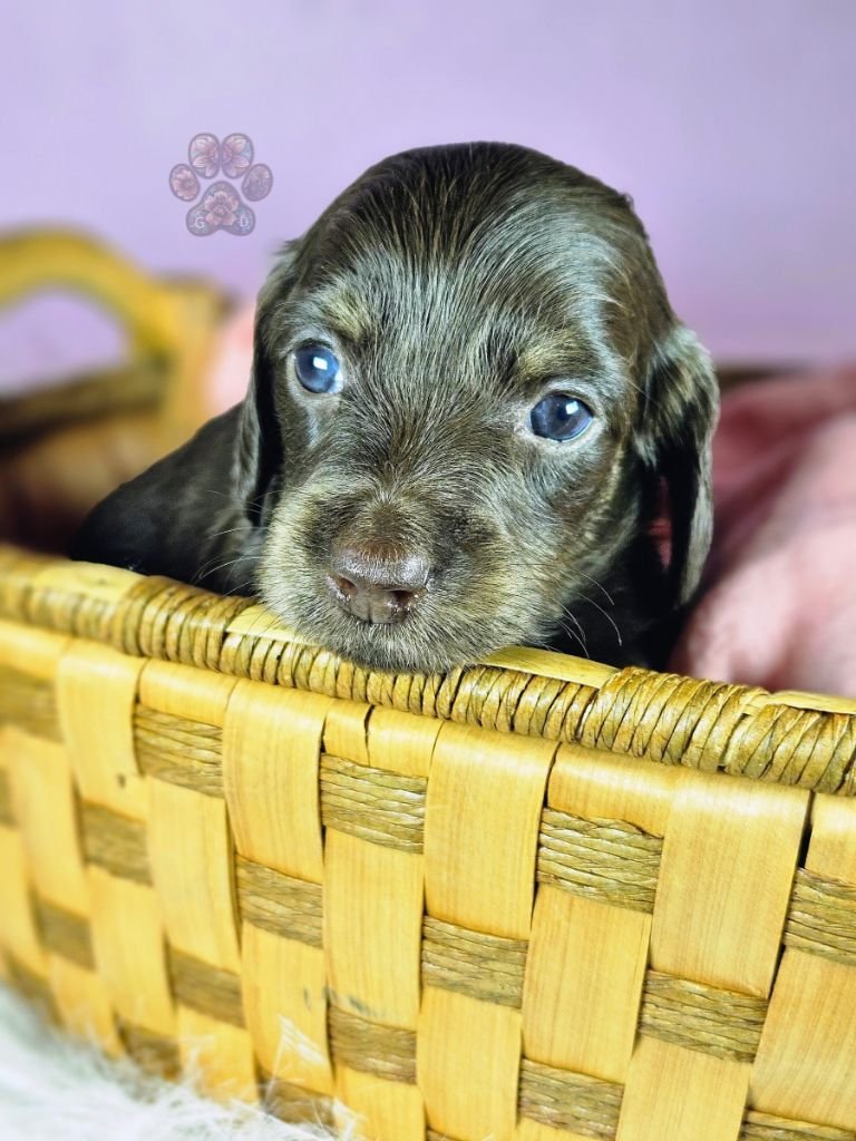 chocolate and cream mini dachshund puppy for sale