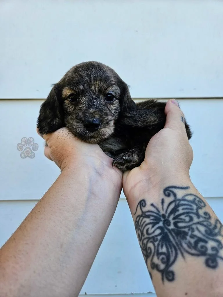 AKC long-haired mini dachshund puppy for sale in Oregon