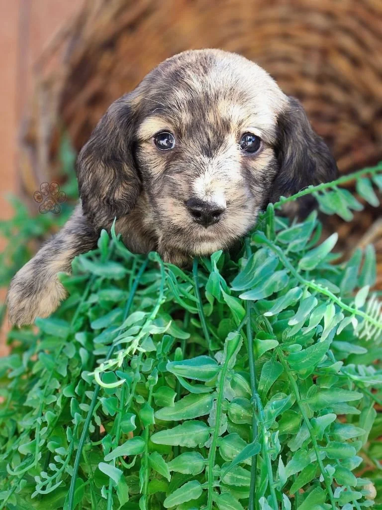 AKC long-haired mini dachshund puppy for sale in Oregon
