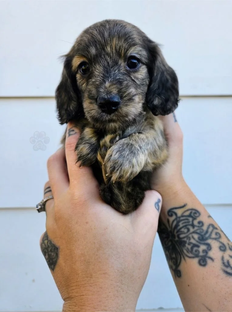 AKC long-haired mini dachshund puppy for sale in Oregon