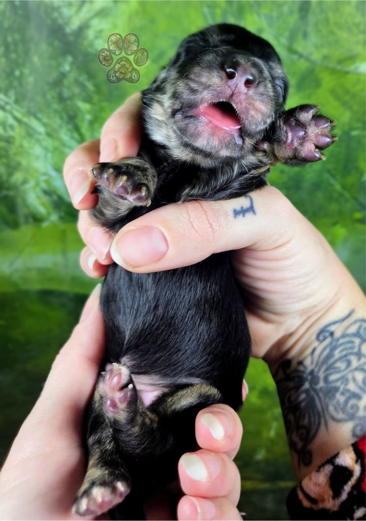 black and cream brindle long-haired dachshund puppy