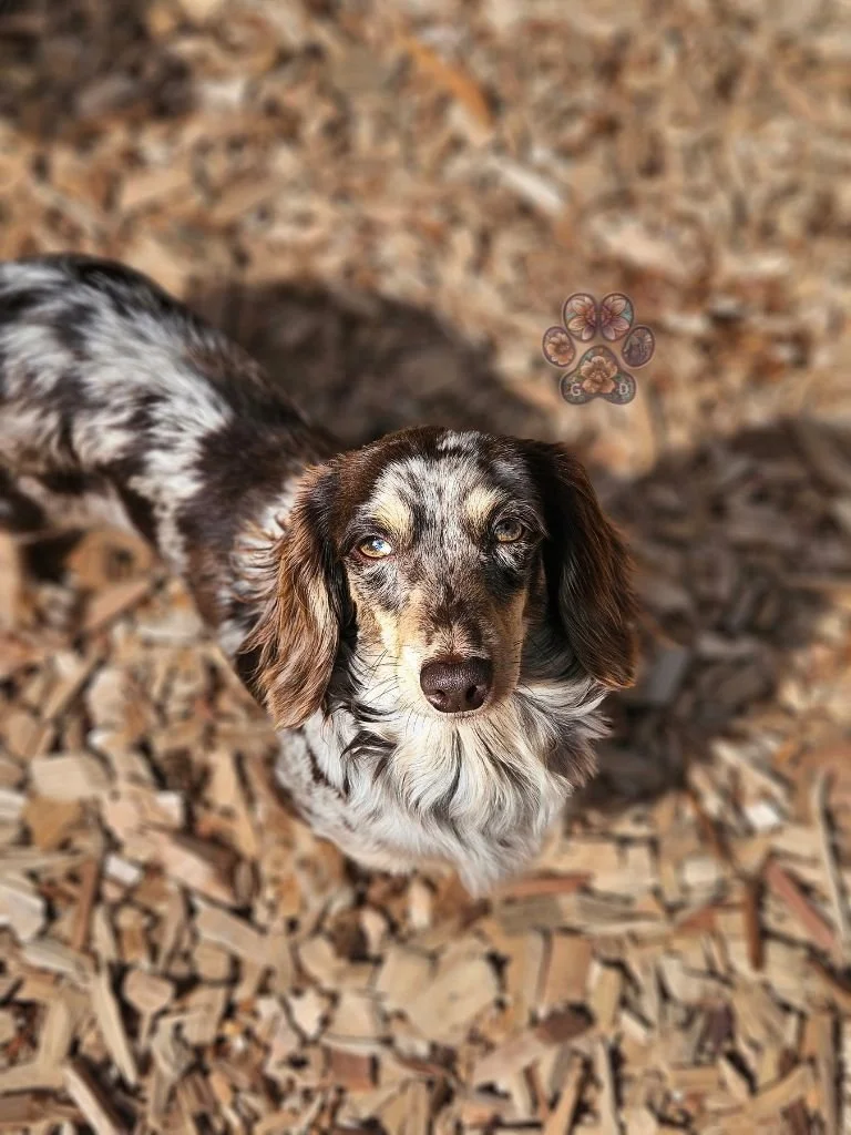 dapple mini dachshund breeder Eugene Oregon