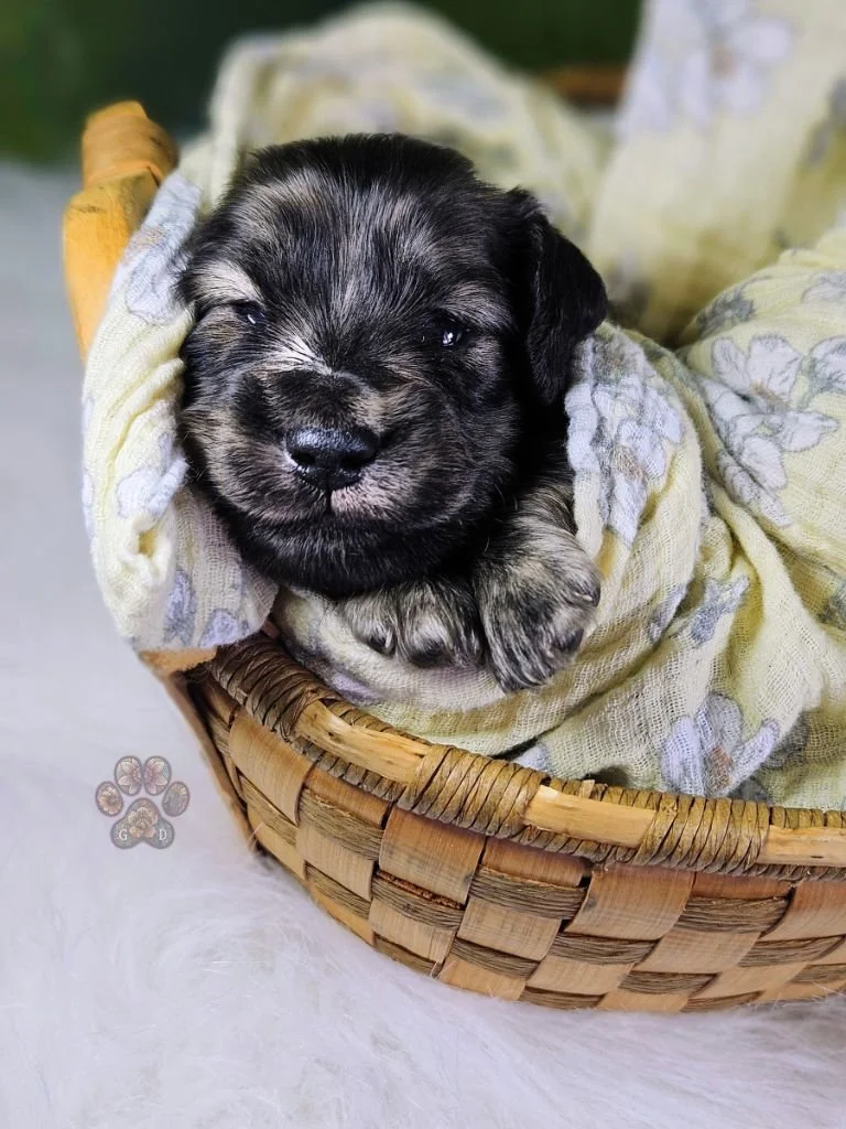 cream brindle dachshund puppy for sale in Oregon