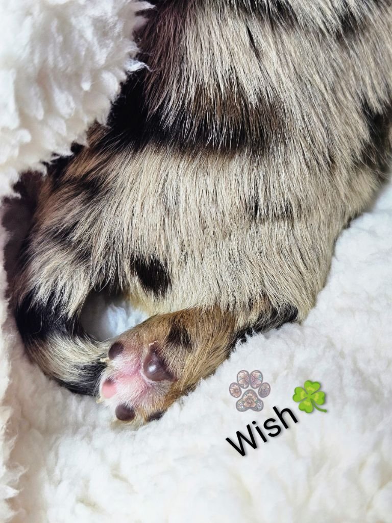 mini dapple dachshund paw