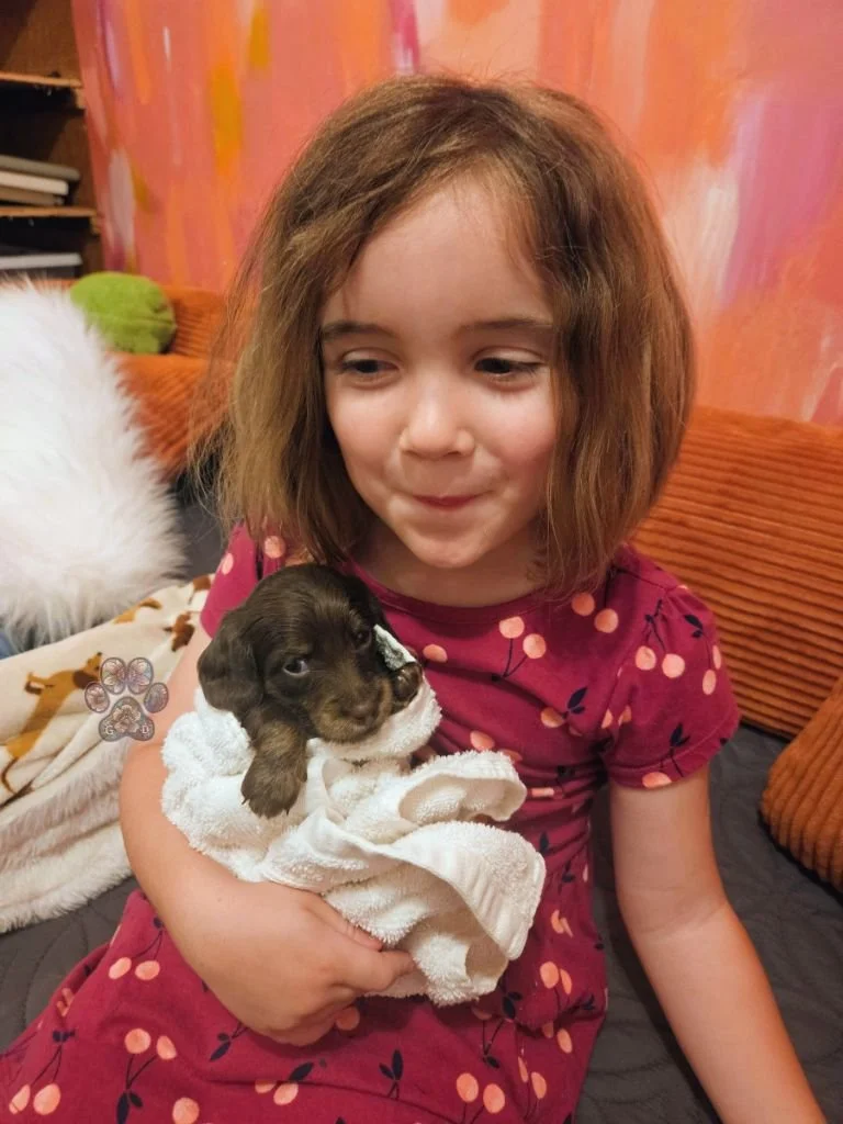 chocolate and cream mini dachshund puppy for sale