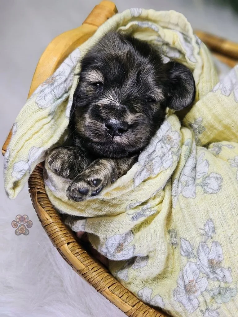 cream brindle dachshund puppy for sale in Oregon