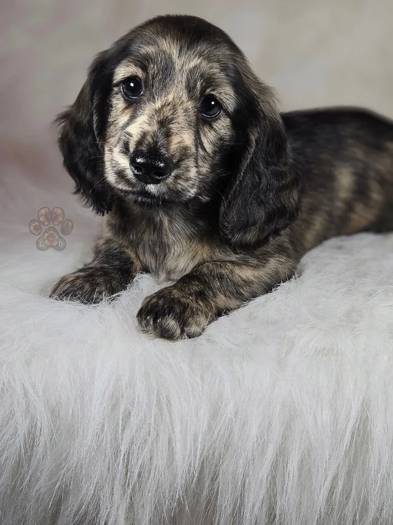 dachshund puppy for sale