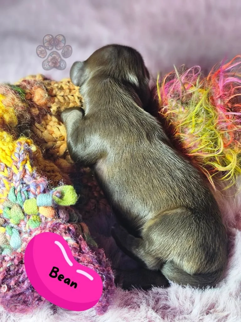 chocolate long-haired miniature dachshund puppy