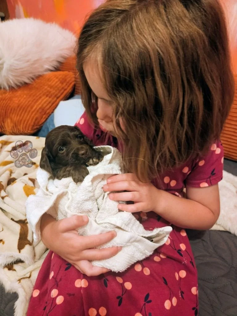 miniature dachshund puppy for sale in Oregon